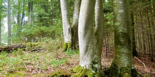 Bäume mit Gabelwuchs
