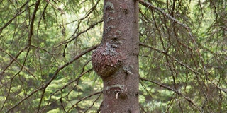 Bäulenwuchs am Stamm eines Baumes