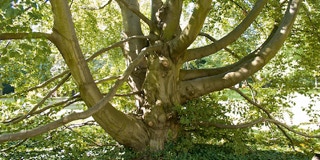 Baum mit Rüsselästen