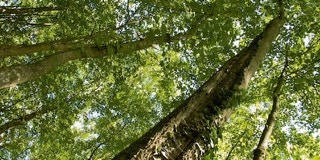 Baum mit Blitzspur