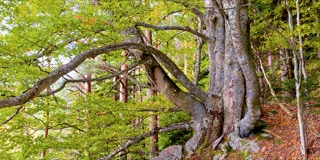 Baum an einem Felsen
